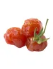Candied Cherry Tomatoes - Nuova Dolceria Pastry Shop