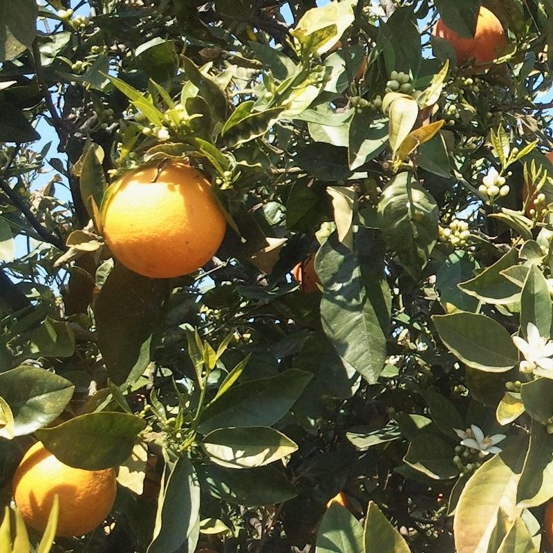 Organic Sicilian Orange 
