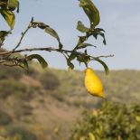 Limone siciliano