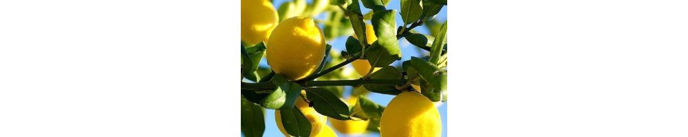 Agrumi di Sicilia e prodotti agli agrumi