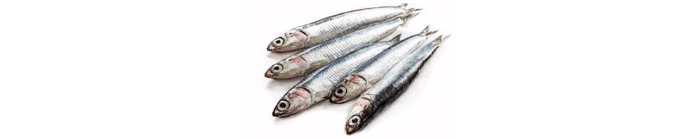 Sardines and anchovies