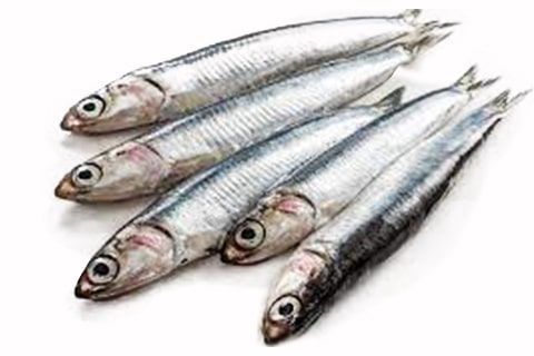 Sardines, anchovies and other typical Sicilian sea products.
